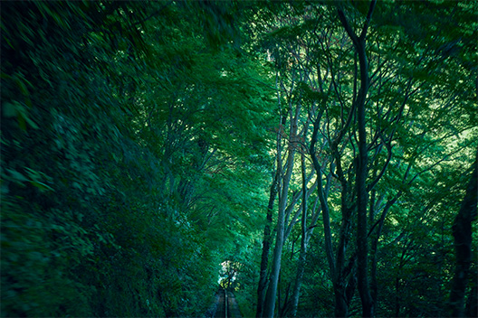 森林のイメージ